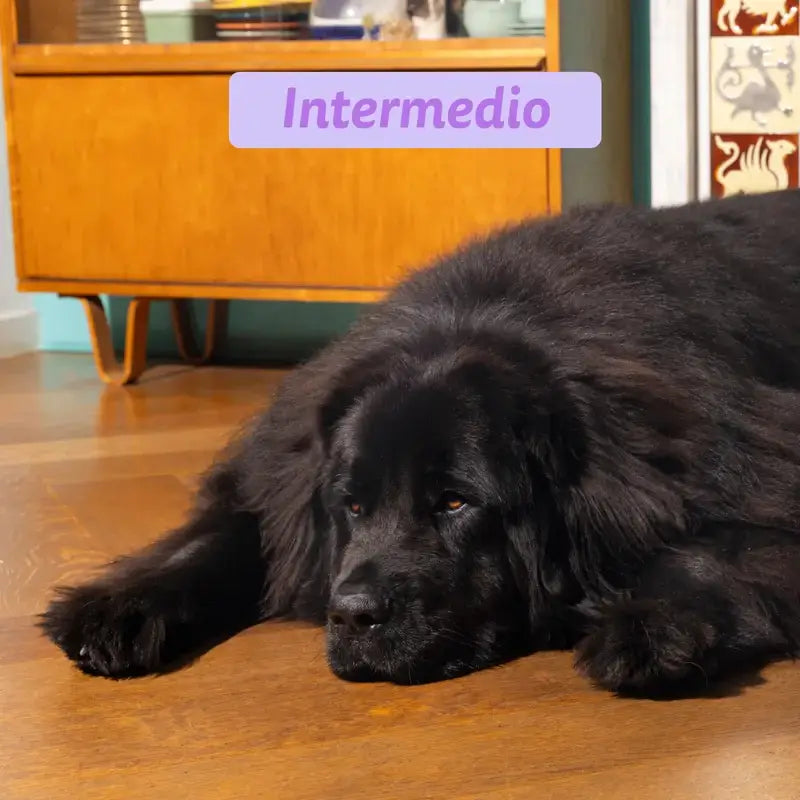 Edgard & Cooper Pienso Para Cachorros Grandes Con Salmón Y Pavo Frescos , 12 kg