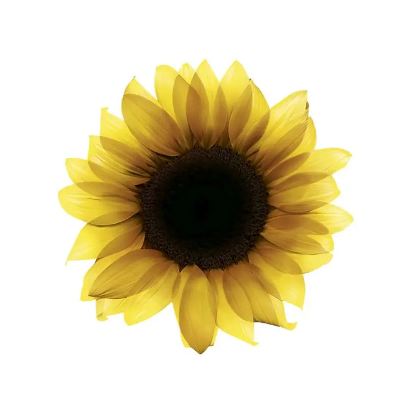 Garnier Olia Coloración Permanente Sin Amoniaco Para Un Olor Agradable Con Aceites Florales De Origen Natural - Rubio 7.0