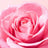 Nuxe Very Rose Bálsamo de Labios