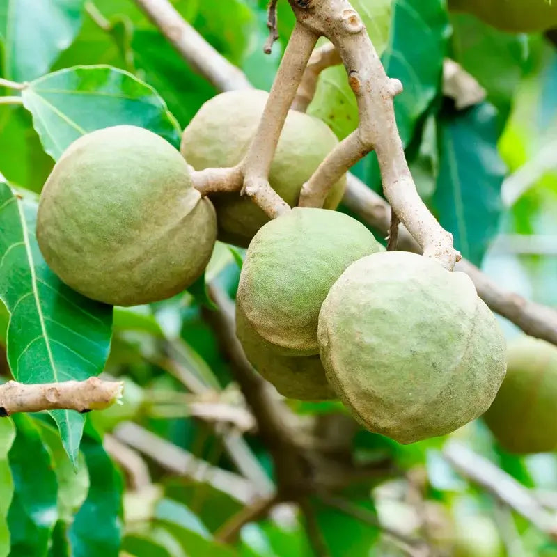 OGX Acondicionador Aceite de Kukuí Antiencrespamiento, 385 ml